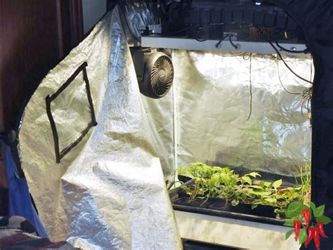 Unlock Your Gardening Potential with iPower Grow Tents: A Comprehensive Guide