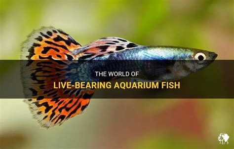 Unlock the Enchanting World of Live Bearing Fish: A Guide for the Modern Aquarium Enthusiast