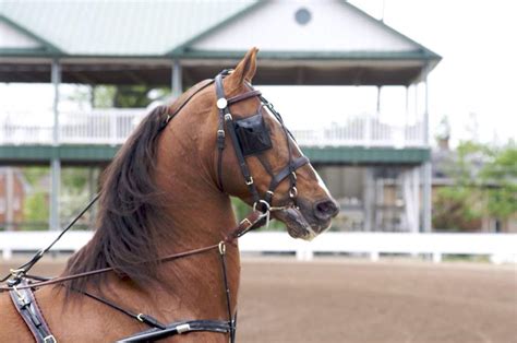 Unlock the Secrets of Bearing Reins: A Comprehensive Guide for Equestrians