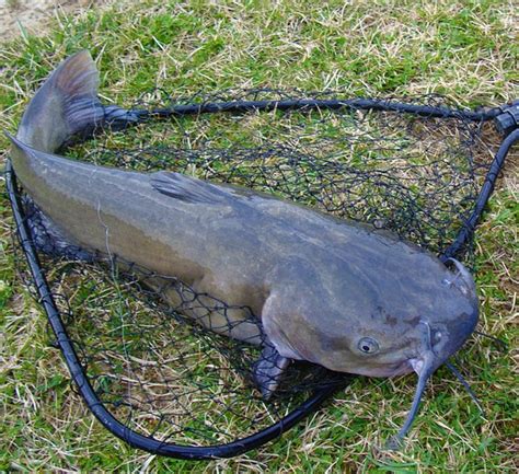 Unlock the Secrets of Catfish Fishing: A Comprehensive Guide