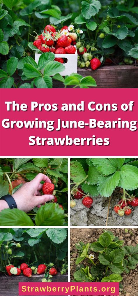 Unlock the Sweetness of June Bearing Strawberry Plants: Your Guide to Growing Success