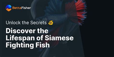 Unlocking the Secrets of Fithingfish: A Guide to Successful Implementation