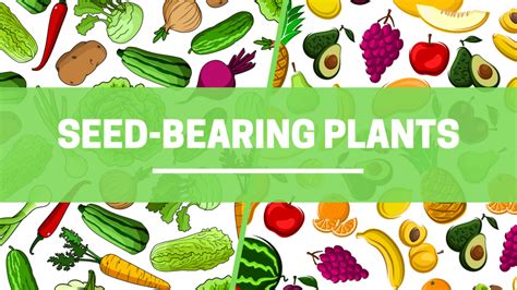 Unlocking the Secrets of Seed Bearing Plants: A Comprehensive Guide to Their Importance