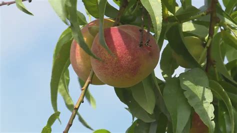 Unpredictable weather causing major peach shortages