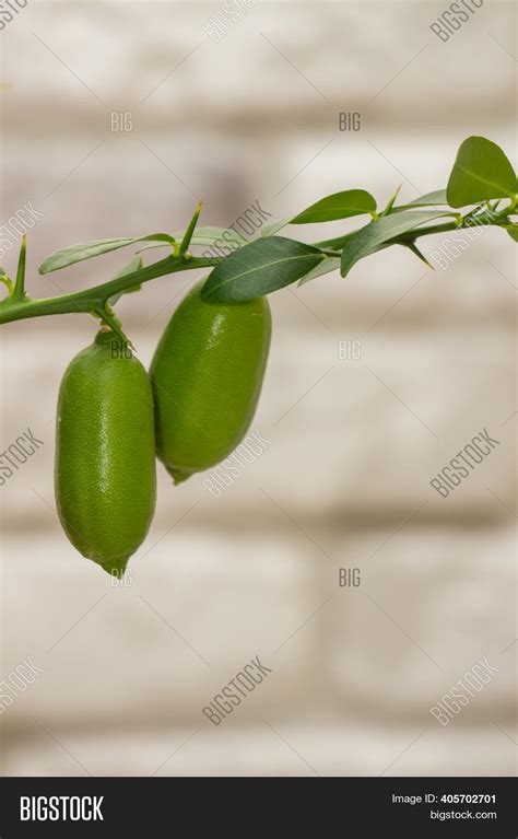 Unripe Small Fruits Image & Photo (Free Trial) Bigstock