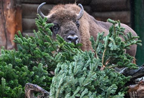 Unsold Christmas trees are on the menu for elephants and bison at the Berlin Zoo