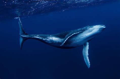 Unsual whales. Next to the blue whale, the fin whale is the second largest mammal in the world. Whale facts about anatomy and adaptations 1. Whales are Not Fish. Whales are marine mammals, not fish! These warm-blooded creatures breathe air and grow body hair. Instead of eggs, they give birth to live babies and produce … 