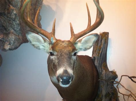 Untamed Design Landscaping and Taxidermy MI - BuildZoom