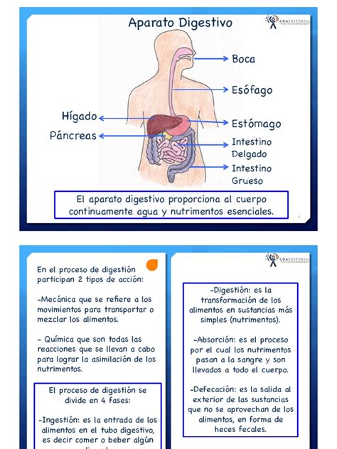 Untitled PDF Excreción Digestión - es.scribd.com