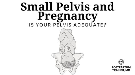 Untitled PDF Pelvis Pregnancy