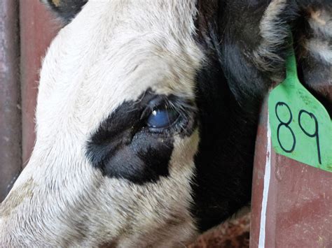 Untreated pinkeye in cattle can be costly - grainews.ca