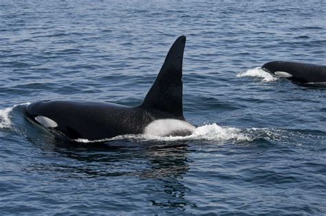 Unusually large group of killer whales seen off California coast