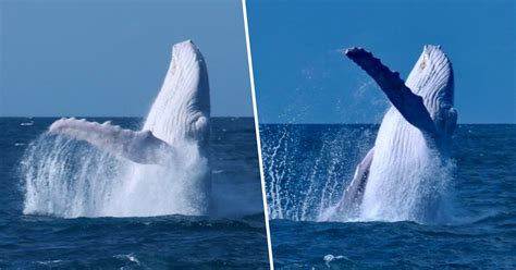 Unusualwhales. Frequently asked questions about Unusual Whales 