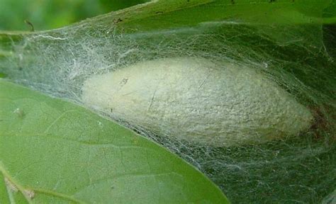 Unveil the Secrets of the Forest Tent Caterpillar Cocoon