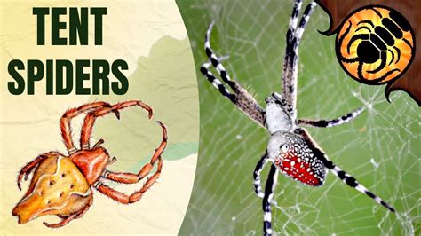 Unveil the Secrets of the Tent Spider: Your Guide to Ultimate Pest Control