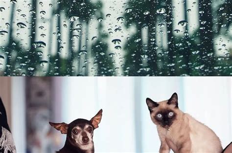 Unveiling the Curious Origins of Raining Cats and Dogs