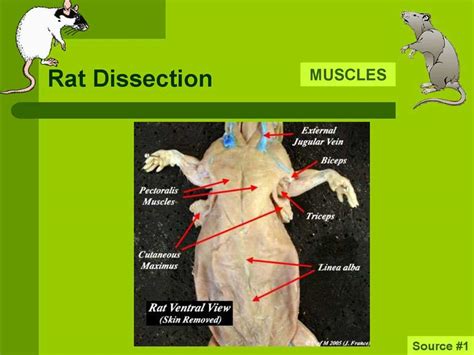 Unveiling the Secrets Rat Dissection Worksheet Answer Key Revealed