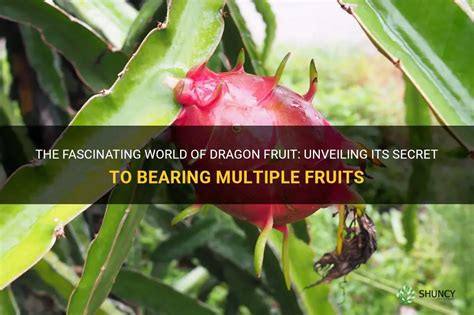 Unveiling the Secrets of Fruit Bearing: A Comprehensive Guide