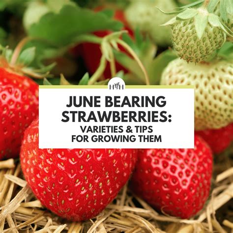 Unveiling the Sweet Delights of June-Bearing Strawberries