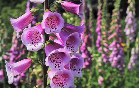 Unveiling the Synonyms of Foxglove: A Comprehensive Guide for Herb Enthusiasts