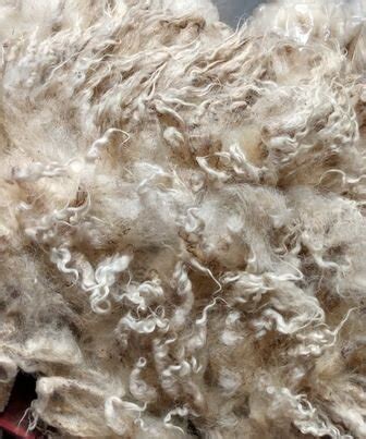 Unwashed Wool — Sanctuary Wool - Homestead Wool …