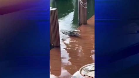 Unwelcome guest: Crocodile roams Pompano Beach neighborhood