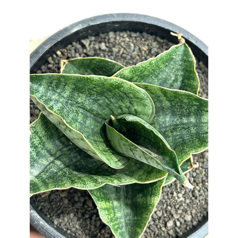 😈 Unyamanee Onlyfans Leaked [SEX VIDEO]