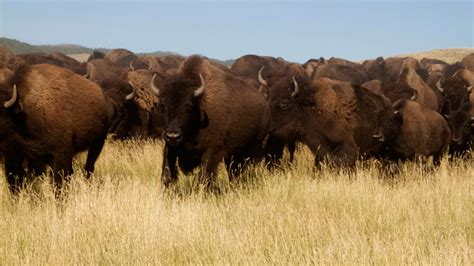 Up to 900 bison at Yellowstone National Park to be killed or …