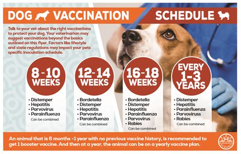 Up to date on shots and deworming