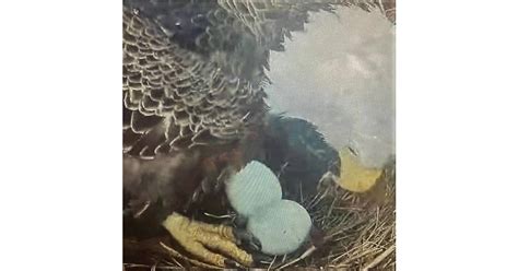 Update: Second Egg Spotted in Duke Farms Eagle Nest Jan. 24