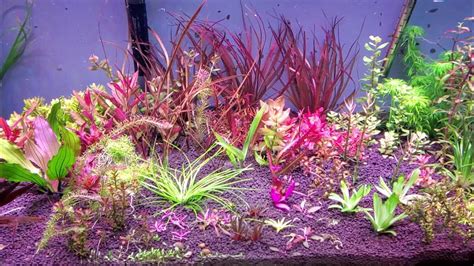 Update on the Cryptocoryne crispulata