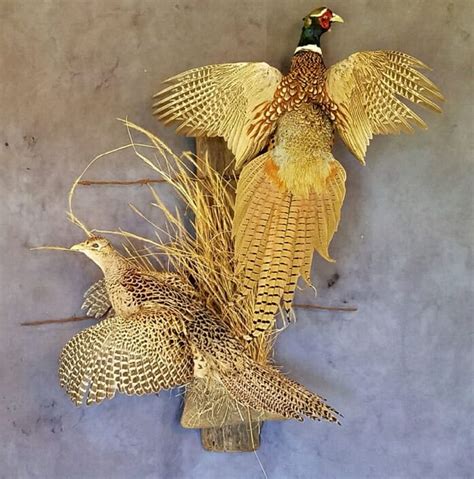 Upland Bird Mounts Pheasant Mounts Quail Mounts Grouse Mounts