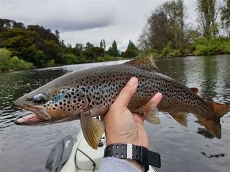 Upper Derwent River Wild Trout - YouTube