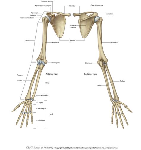 Upper Limb & Hand Team - OrthOracle