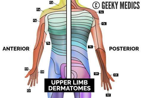 Upper extremity dermatomes. Things To Know About Upper extremity dermatomes. 