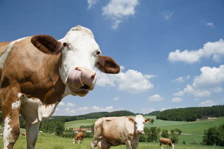 Upping the steaks: How grass-fed beef is reshaping ag and ... - Grist