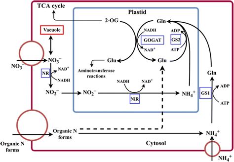 Uptake and Assimilation of Ammonium-N and Nitrate-N and Their …