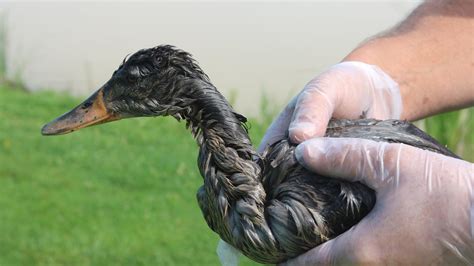 Upwards of 50 ducks affected by chemicals from Friday’s industrial fire in Etobicoke