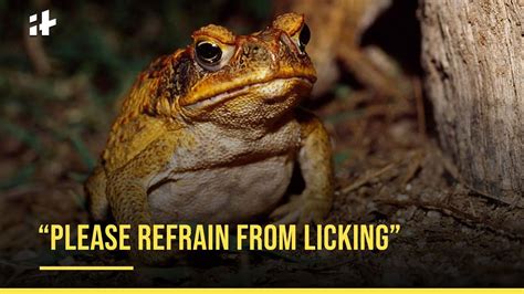 Urban Dictionary: Toad Licking