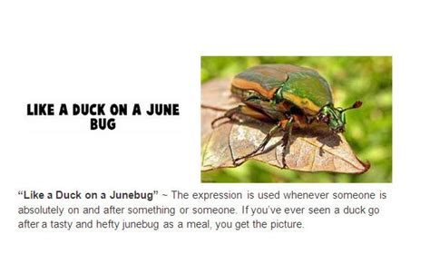 Urban Dictionary: like ducks on a june bug