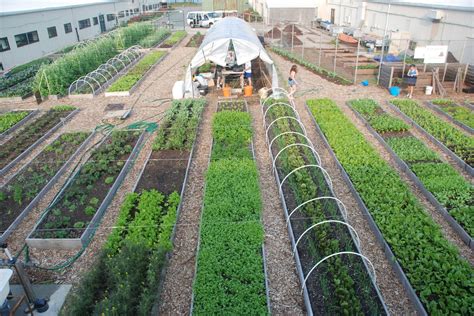 Urban farming. Mar 11, 2021 · Using spatial statistics and scenario analysis, we show that an increase in China’s urbanization level from 56% in 2015 to 80% in 2050 would actually release 5.8 million hectares of rural land ... 