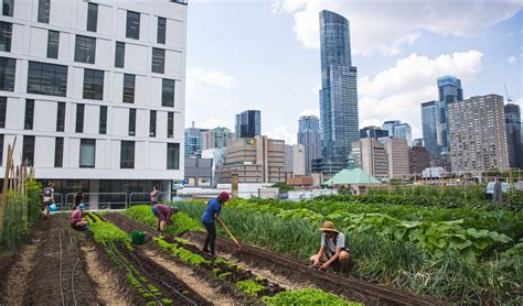 Urban farming taking