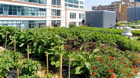 Urbanfarming. 26 Inspiring Urban Agriculture Projects. Around 15 percent of the world’s food is now grown in urban areas. According to the U.N. Food and Agriculture Organization (FAO), urban farms already … 