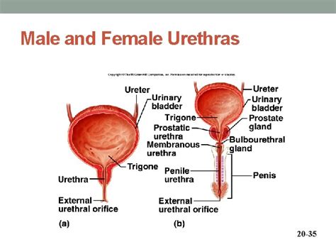 Urethra Onlyfans Leak