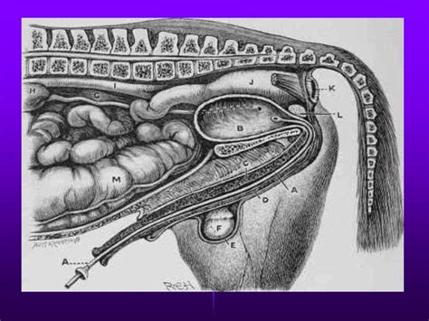 Urethral catheterization – male dog - SlideShare