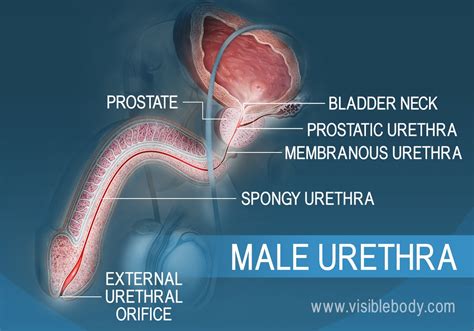 Urethral porn. Things To Know About Urethral porn. 