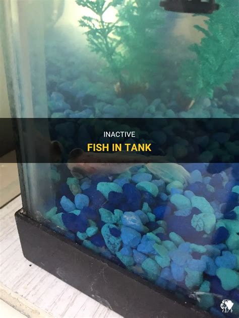 Urgent Fish Lying On The Bottom Of Tank Not Moving …