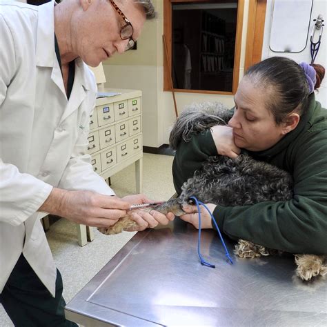 Urgent vet care. Things To Know About Urgent vet care. 