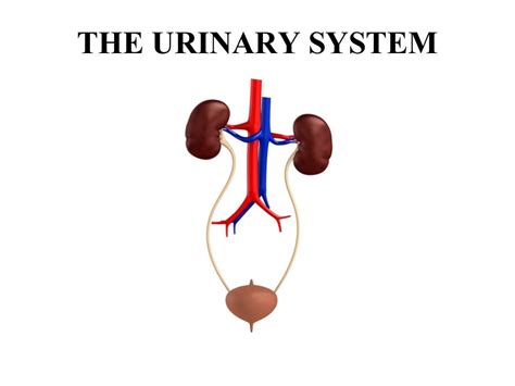 Urinary System - SlideShare