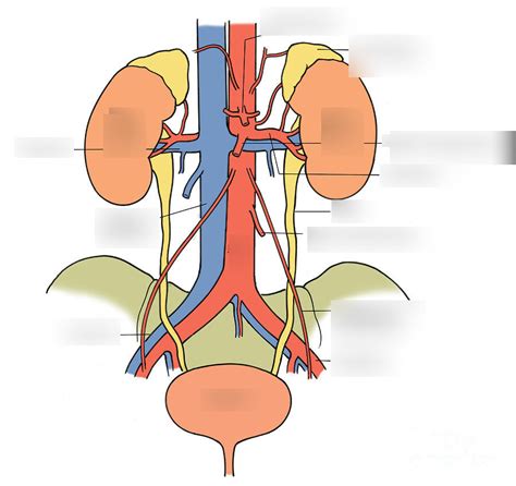 Urinary System Diagram Quizlet